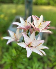 Fototapeta premium Closeup of beautiful white and pink Asiatic lilies growing outside in a garden 