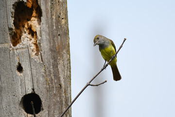 Great Crested Flycatcher perched on a twig nearby its nest