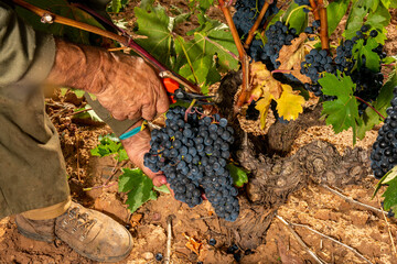 Closeup view of the hands of an old man cutting grape brunches from a grapevine tree with a scissor