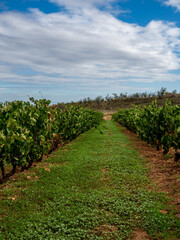 organic vineyards with grapes prepared for harvest