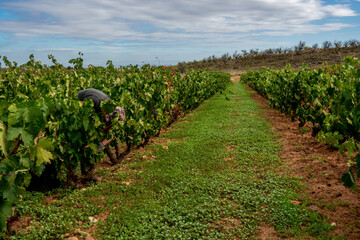 Fototapeta na wymiar organic vineyards with grapes prepared for harvest