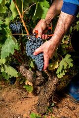 Closeup view of the hands of an old man cutting grape brunches from a grapevine tree with a scissor