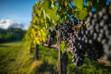 VineYard Montepulciano