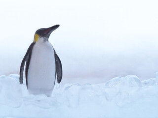 氷とペンギン
