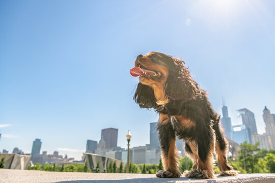 Dog in the big city. Beautiful Cavalier King Charles Spaniel dog goes for a walk in a scenic city. Chicago skyline beyond.