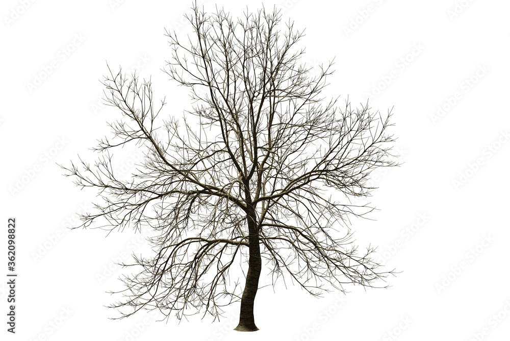 Poster isolated tree without leaf on white background