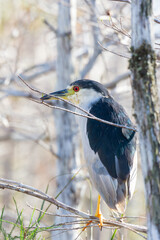Black-crowned night heron sitting on a tree branch.Big Cypress National Preserve.Florida.USA