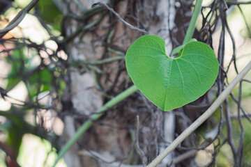 Close-up of heart shape green leaf against nature background in garden
