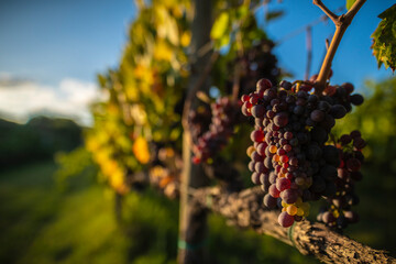 Naklejka premium Vineyard Montepulciano