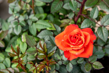 Red - orange rose on blurred background. Green life style romance in the home gardening. Red roses bush branch. Romantic scene with red flowering blossoms with green blurred background in garden
