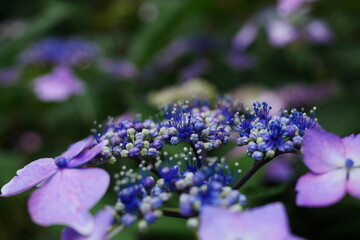 ヤマアジサイのマクロ写真
