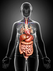 3d rendered medically accurate illustration of Female Digestive System  and heart