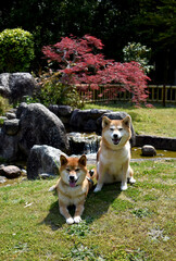 柴犬・日本庭園