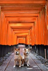 柴犬・神社・千本鳥居