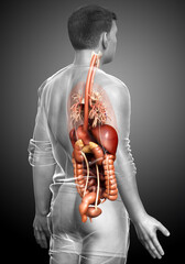 3d rendered medically accurate illustration of male Digestive System  and heart