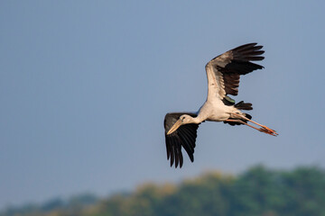 Fototapeta premium Image of Asian openbill stork(Anastomus oscitans) flying in the sky. Bird, Wild Animals.