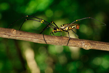 Image of Golden Long-jawed Orb-weaver Spider(Nephila pilipes). Insect. Animal.