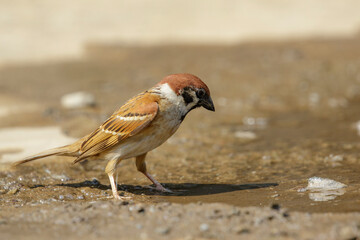 Image of Sparrows are drinking water on the floor. Birds. Animal.