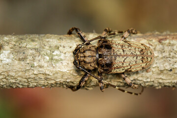 Image of Cerambycidae bug (Moechotypa suffusa) on branch.. Insect.
