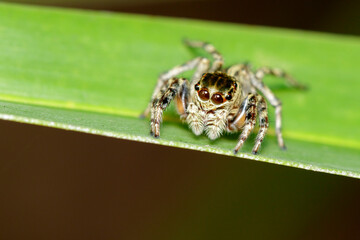 Image of Jumping spiders(Salticidae) on green leaves. Insect. Animal.
