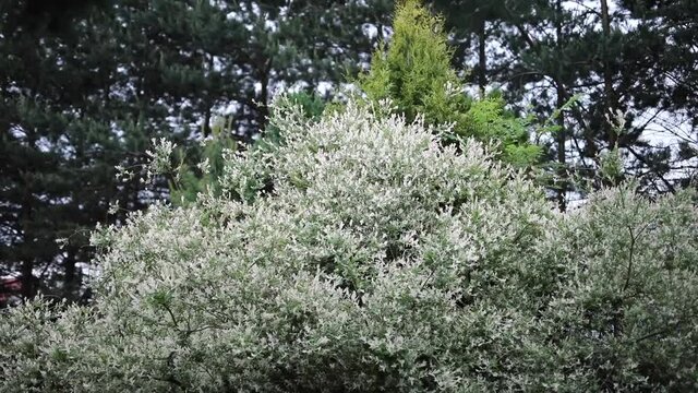 Beautiful summer decorative bushes and garden elements close-up. HD Footage.
