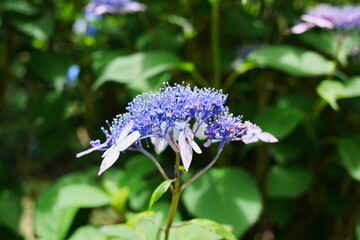 雄しべが盛大に伸びたヤマアジサイ
