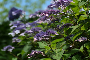 薄赤紫色のヤマアジサイの群生
