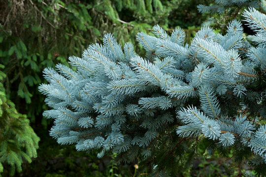 Beautiful pungen spruce silvery young leaf.