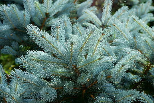 Beautiful pungen spruce silvery young leaf.