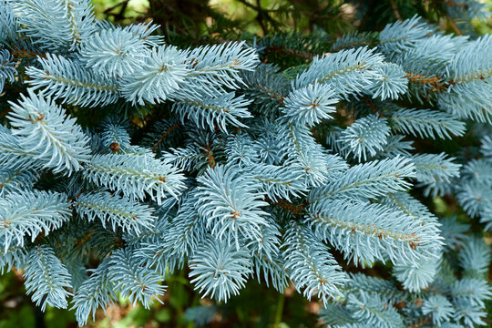 Beautiful pungen spruce silvery young leaf.