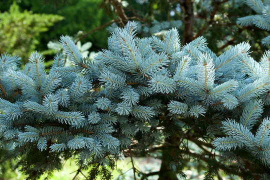 Beautiful pungen spruce silvery young leaf.