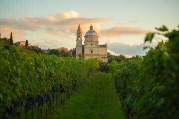 Catedral of montepulciano and vineyard - obrazy, fototapety, plakaty