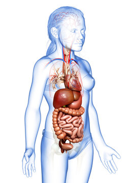 3d rendered medically accurate illustration of young girl Digestive System  and heart
