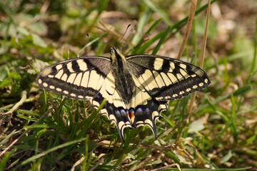 Macaon Linnaeus en Haute-Savoie (Alpes)
