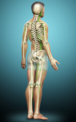 3d rendered medically accurate illustration of a male lymphatic system