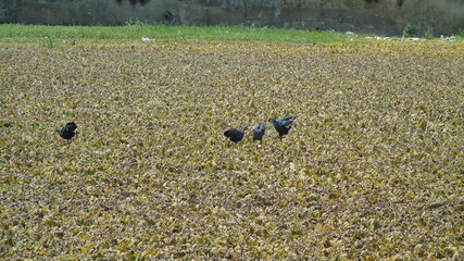 field of wheat in summer