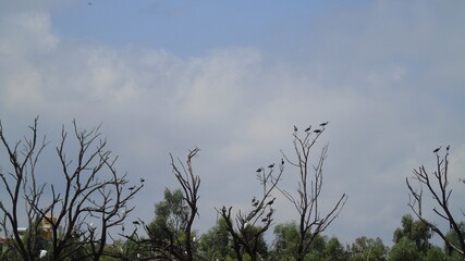 reeds in the morning