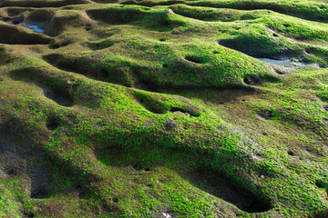 green algae on a hilly stone by the sea.