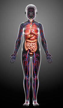 3d rendered medically accurate illustration of girl Internal organs and circulatory system