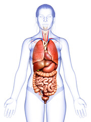 3d rendered medically accurate illustration of female  Internal organs