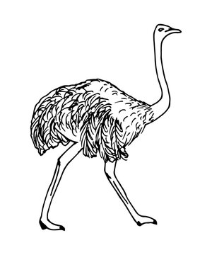 recommend clip art: Hand-drawn vector ink drawing in engraving style. Big bird ostrich in full growth isolated on a white background. Ostrich farm, animal rearing, breeding, label, print.