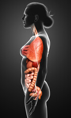 3d rendered medically accurate illustration of Female internal organs