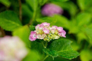日本の宮城県仙台市「資福寺」で雨の中咲く美しいピンクの紫陽花