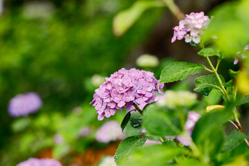 日本の宮城県仙台市「資福寺」で雨の中咲く美しい紫の紫陽花