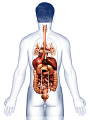 3d rendered medically accurate illustration of male Digestive System  and heart