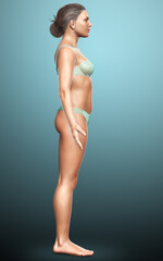 3d rendered illustration of the female body