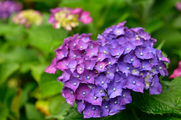 紫陽花