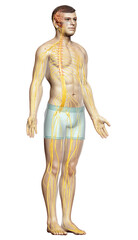 3d rendered medically accurate illustration of a male nervous system