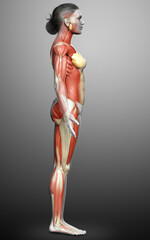 3d rendered medically accurate illustration of a female muscle system