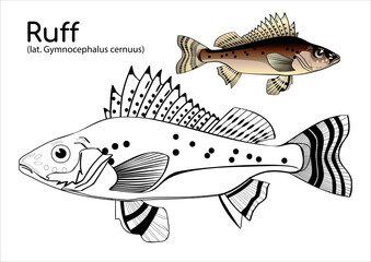 Coloring book with a colored example of ruff. Vector fish in lines and in color.